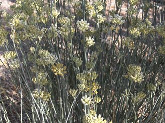 Desert Milkweed, Asclepias Subulata
Mountain States Wholesale Nursery
Glendale , AZ