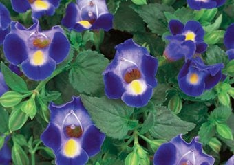 Catalinia Midnight Blue Torenia, Wishbone Flower, Torenia Hybrid
Proven Winners
Sycamore, IL