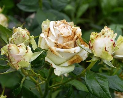 Botrytis Blight On Roses, Fungal Disease On Roses
Shutterstock.com
New York, NY