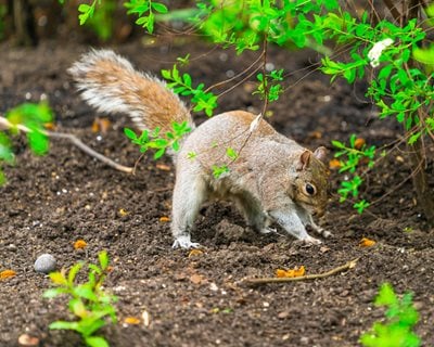 Gray Squirrel, Squirrel Digging, Garden Pest
"Dream Team's" Portland Garden
Shutterstock.com
New York, NY