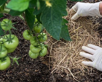 Straw Mulch In Tomato Garden
"Dream Team's" Portland Garden
Shutterstock.com
New York, NY