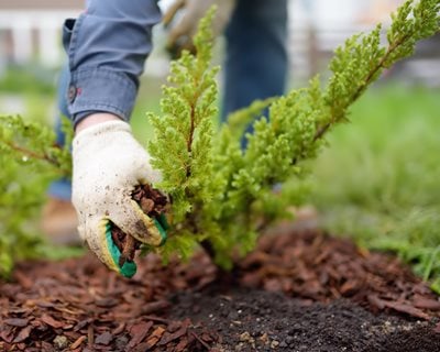 Gardener Adding Mulch
"Dream Team's" Portland Garden
Shutterstock.com
New York, NY