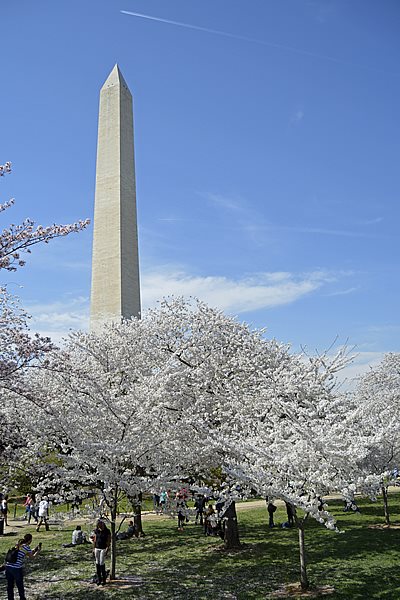 Cherry Blossoms With Washington Monument In Background
Garden Design
Calimesa, CA