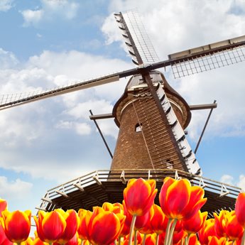 Dutch Tulips, Dutch Windmill
Garden Design
Calimesa, CA