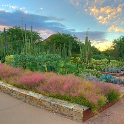 Desert Botanical Garden
Phoenix, AZ