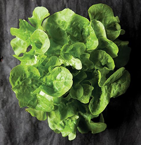 Garden Design
Calimesa, CA