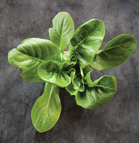 Garden Design
Calimesa, CA