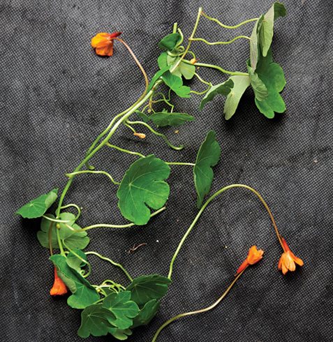 Garden Design
Calimesa, CA