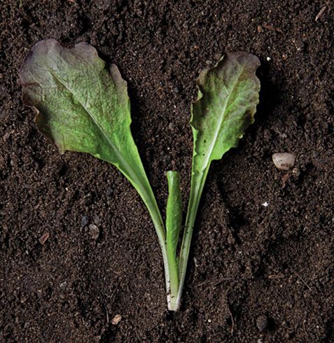 Garden Design
Calimesa, CA