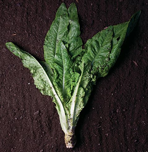 Garden Design
Calimesa, CA