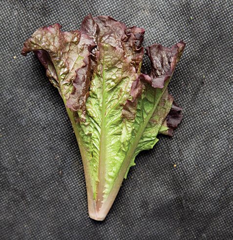 Garden Design
Calimesa, CA