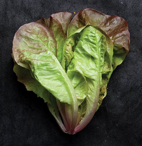 Garden Design
Calimesa, CA