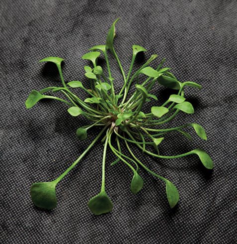 Garden Design
Calimesa, CA