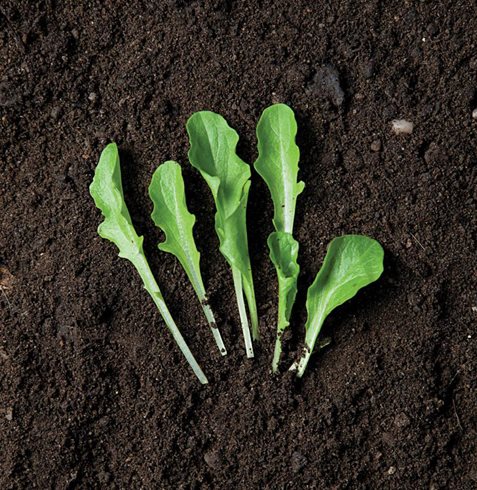 Garden Design
Calimesa, CA