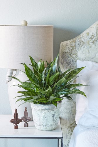 Watering Houseplants | Garden Design