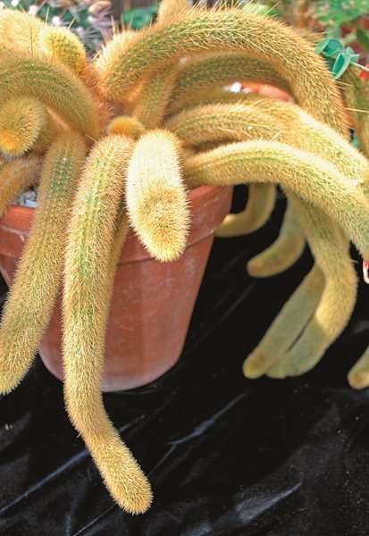 5 Strange Plants
Garden Design
Calimesa, CA