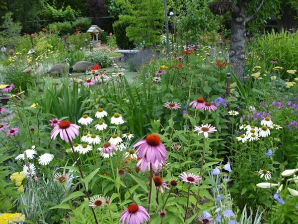 An Ever-Changing Therapy Garden
Sue Ingram (Homeowner)
Kennewick, WA