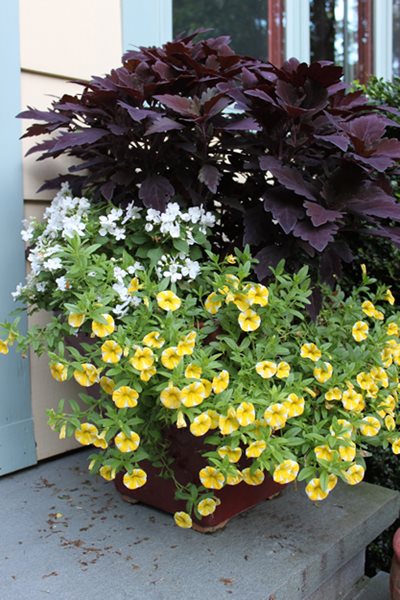 Annual Flowers to Consider for Your Garden This Year - Gallery | Garden