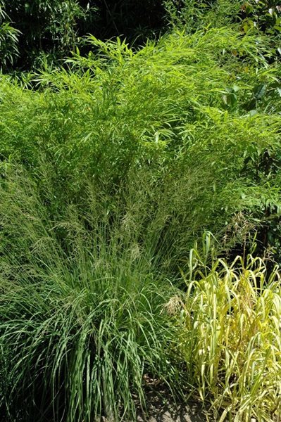 Garden Design Using Bamboo designing with bamboo - gallery | garden design Garden Design Using Bamboo designing with bamboo - gallery | garden design