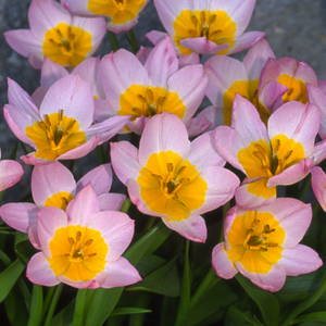 Jacqueline van der Kloet's Favorite Tulips
Garden Design
Calimesa, CA