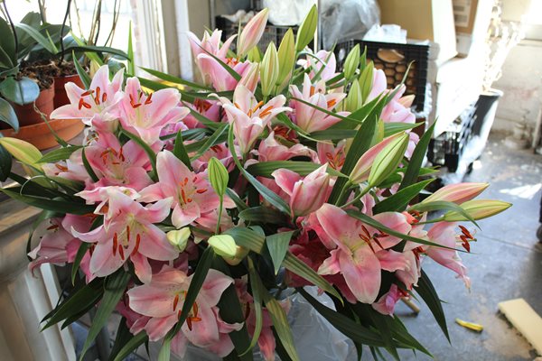 Lily Varieties - A Preview of New 2012 Lilies
Garden Design
Calimesa, CA