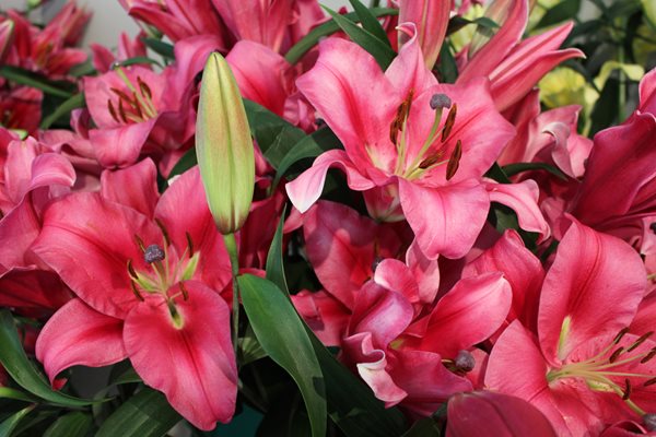 Lily Varieties - A Preview of New 2012 Lilies
Garden Design
Calimesa, CA