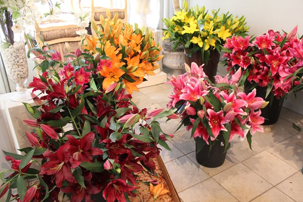 Lily Varieties - A Preview of New 2012 Lilies
Garden Design
Calimesa, CA