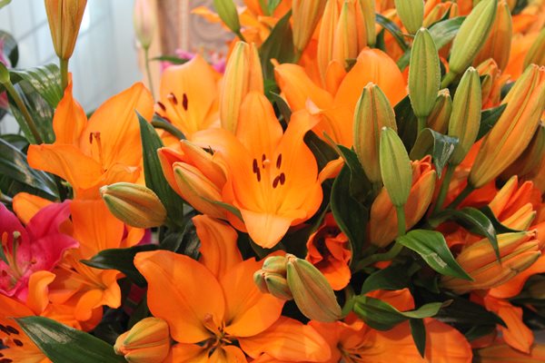 Lily Varieties - A Preview of New 2012 Lilies
Garden Design
Calimesa, CA