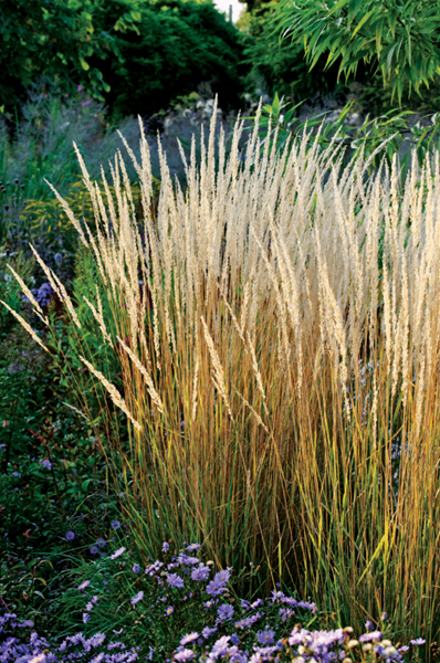 Office 365 Cherokee >> Piet Oudolf's Next Wave, Photo Gallery - Gallery | Garden ... Office 365 Cherokee >> Piet Oudolf's Next Wave, Photo Gallery - Gallery | Garden ...