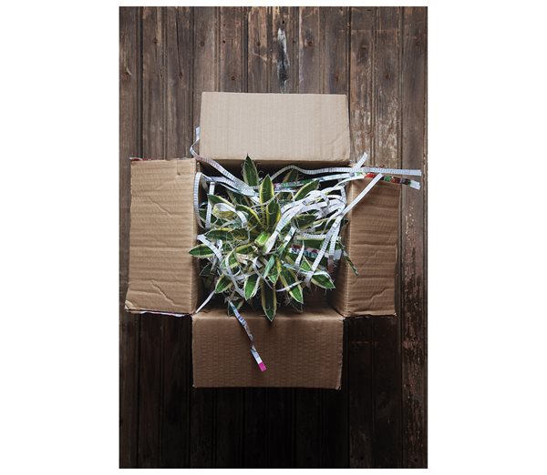 Mail order plant business for sale