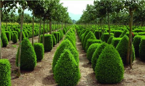 water wise plants and design for earth day garden design calimesa ca