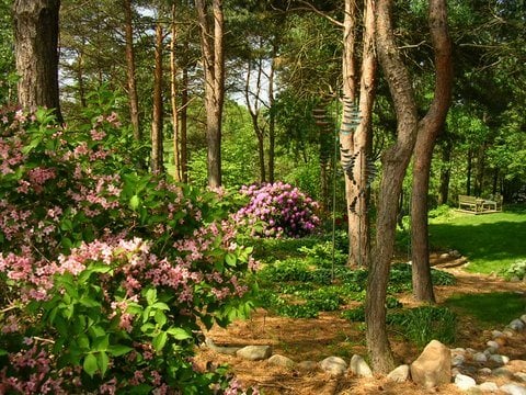 Blooming Azeleas, Pine Trees Trunks
"Dream Team's" Portland Garden
Hugh Stephens
