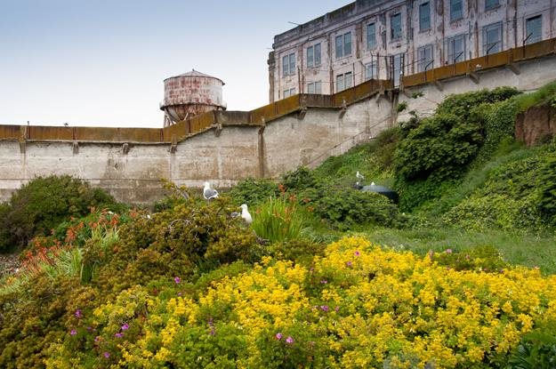 make an escape to the gardens of alcatraz garden design make an escape to the gardens of alcatraz garden design