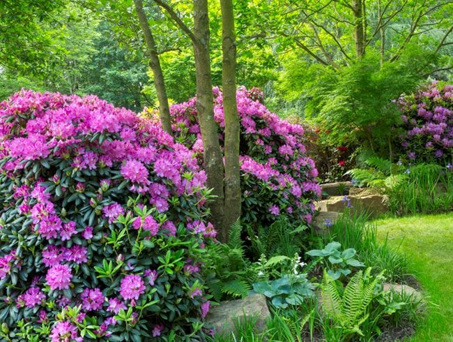 Evergreen Rhododendron, Low Maintenance Shrub
Garden Design
Calimesa, CA