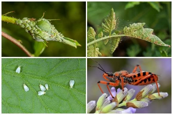 Garden Pests And Beneficial Insects, Garden Bugs
Garden Design
Calimesa, CA