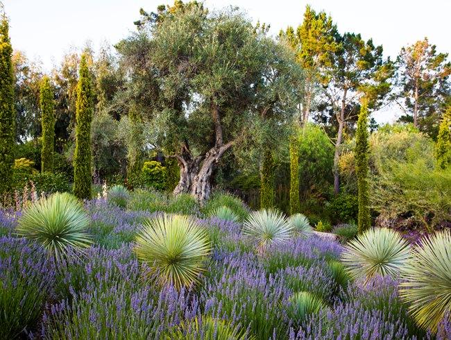Mediterranean Garden, Olive Tree, Bay Area
Brandon Tyson
Berkeley, CA