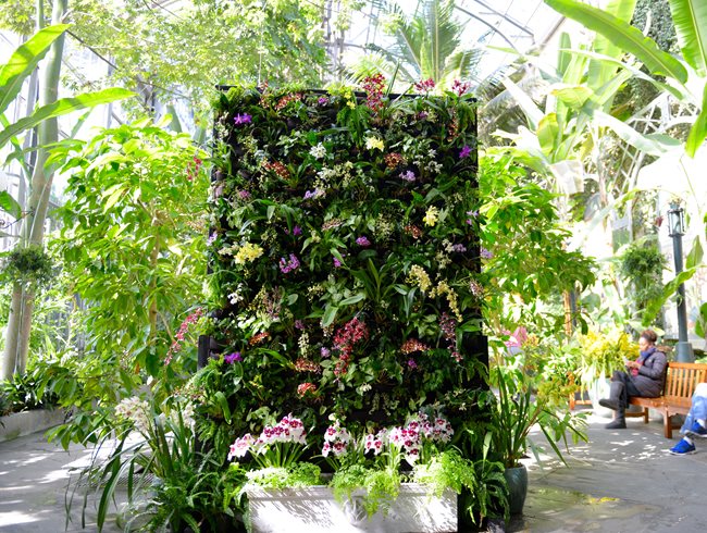 Usbg, Green Wall, Orchids
United Sates Botanic
Washington D.C., DC