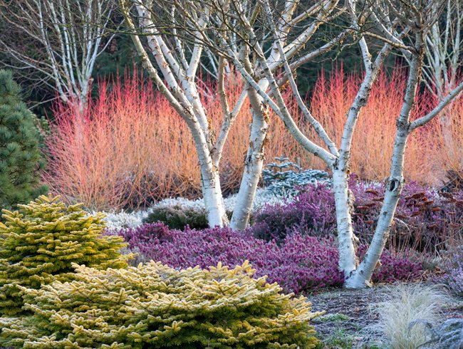 Winter Plants, Winter Garden
Bressingham Gardens
Norfolk, England