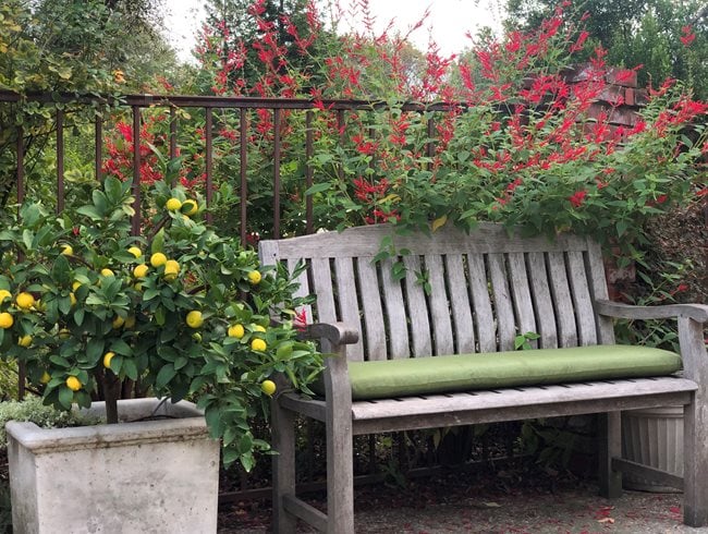Salvia, Lime Tree, Garden Bench
Garden Design
Calimesa, CA