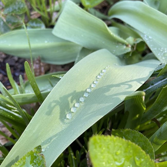 Raindrops On Tulip Leaves
"Dream Team's" Portland Garden
Garden Design
Calimesa, CA