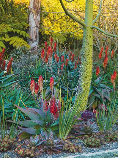 Aloe Rubroviolacea, Floss Silk Tree
Mediterranean Berkeley Garden, Photo Gallery
Brandon Tyson
Berkeley, CA