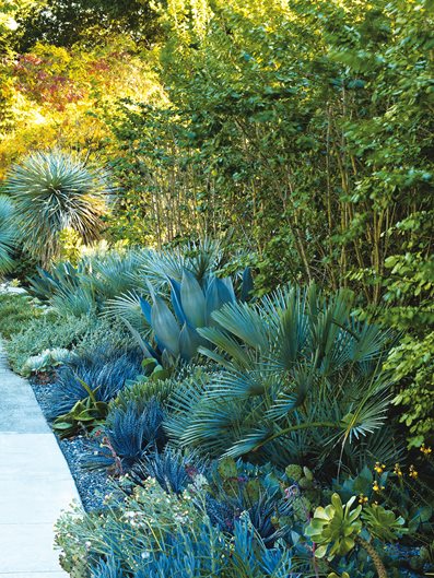 Sidewalk Bed, Sidewalk Garden
Mediterranean Berkeley Garden, Photo Gallery
Brandon Tyson
Berkeley, CA