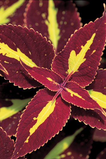 Coleus Plant Care & Varieties | Garden Design