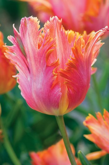 Planting Tulips - How to Grow & Care For Tulips | Garden Design