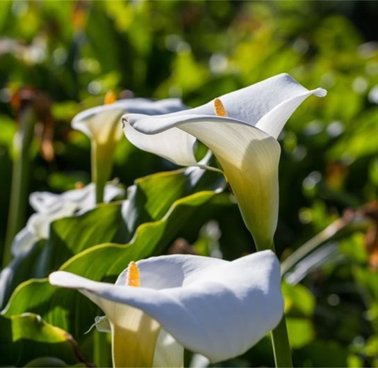How to Grow and Care for Calla Lily Flowers Garden Design