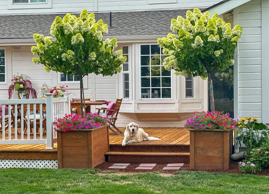 Dog On Deck With Hydrangeas
"Dream Team's" Portland Garden
Garden Design
Calimesa, CA