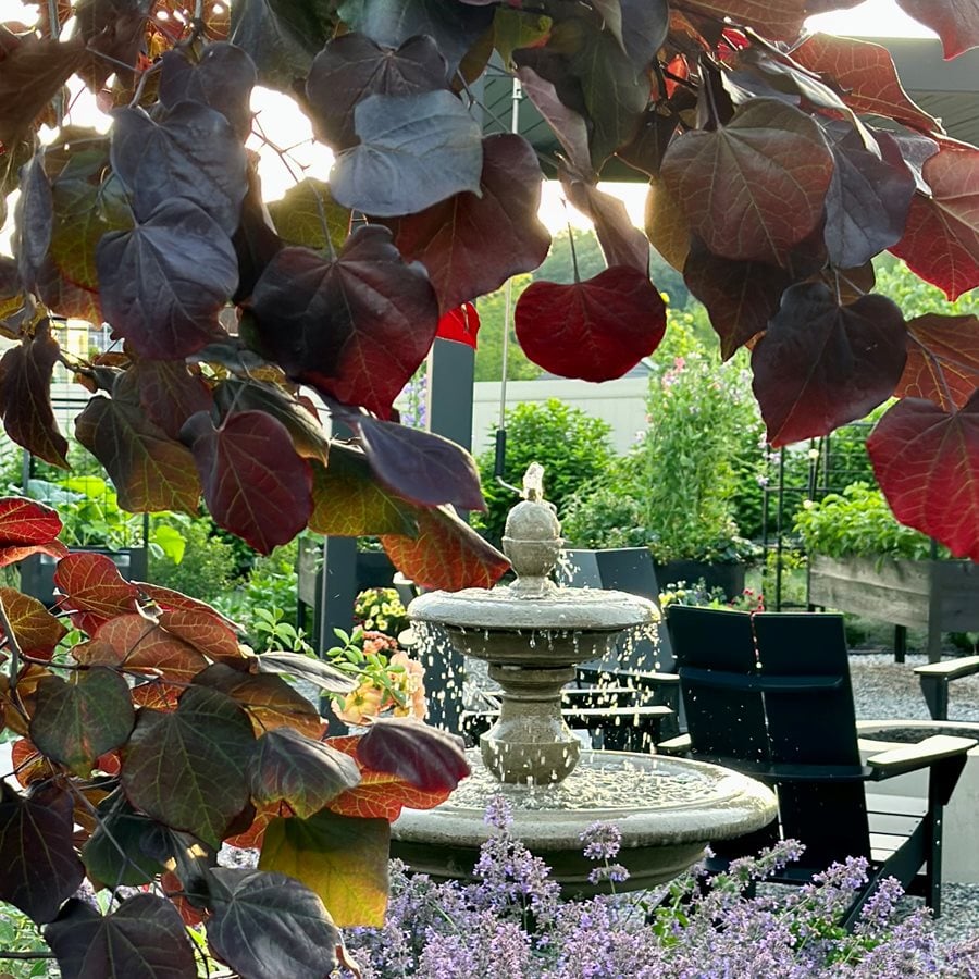 Fountain Through Ruby Falls Redbud
"Dream Team's" Portland Garden
Garden Design
Calimesa, CA