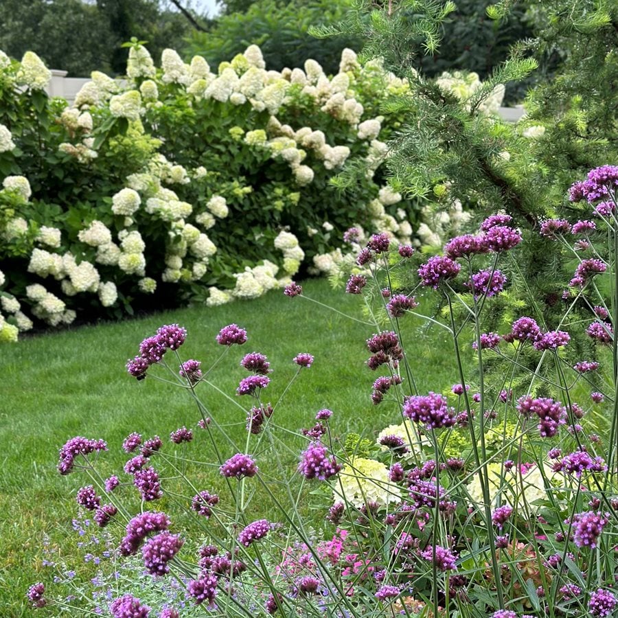 Verbena Bonariensis And Limelight Hydrangeas
"Dream Team's" Portland Garden
Garden Design
Calimesa, CA
