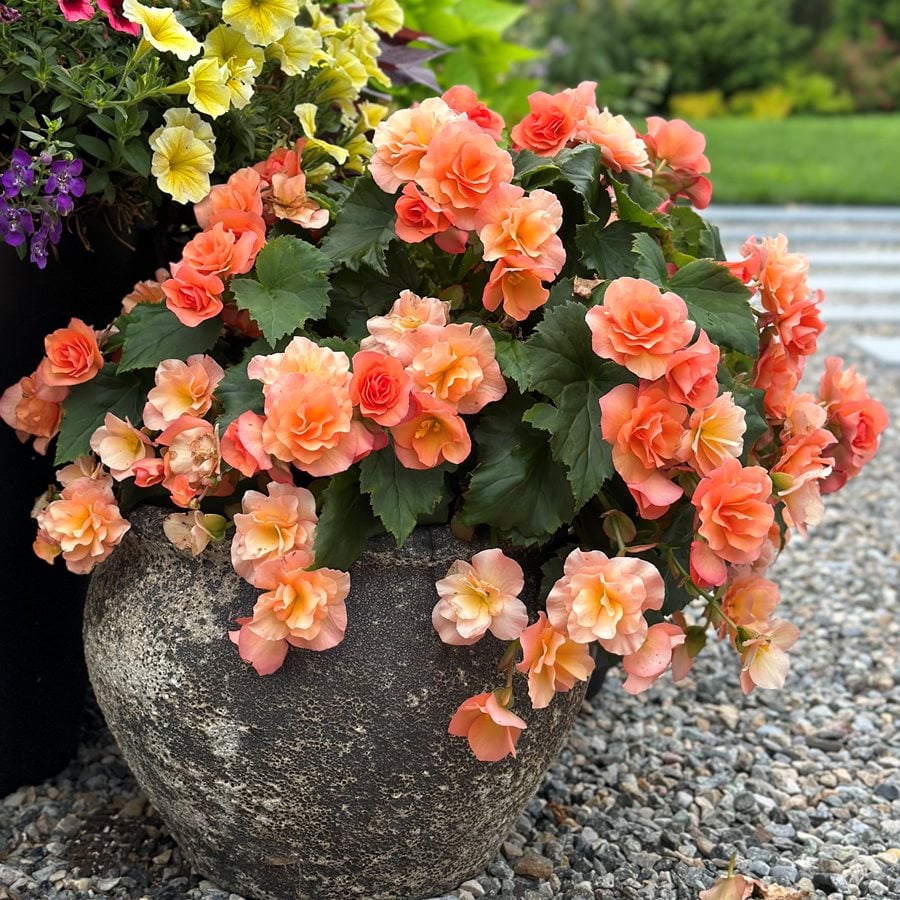 Solenia Apricot Begonia
"Dream Team's" Portland Garden
Garden Design
Calimesa, CA