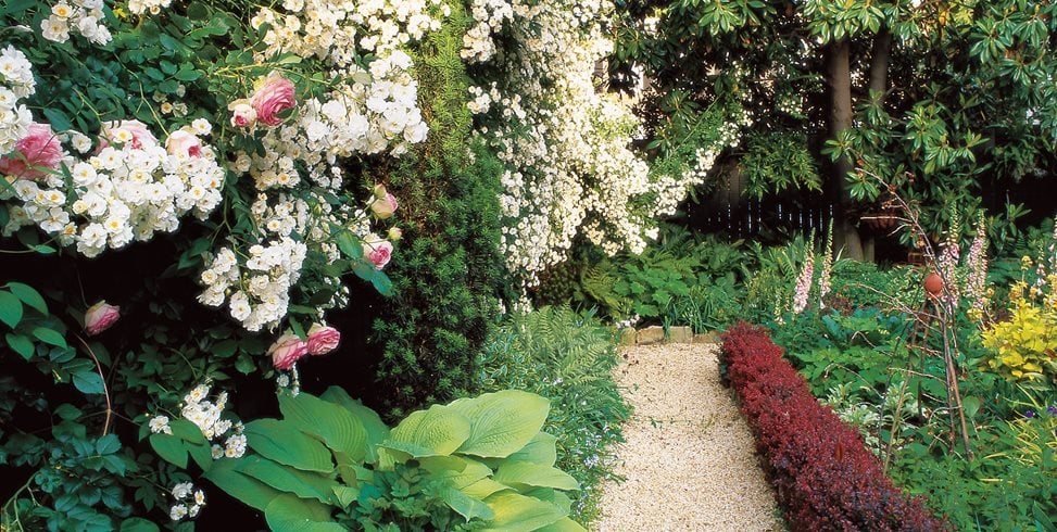 Small Backyard, White Roses, Barberry Hedge
William Morrow Garden Design
Washington D.C., 
